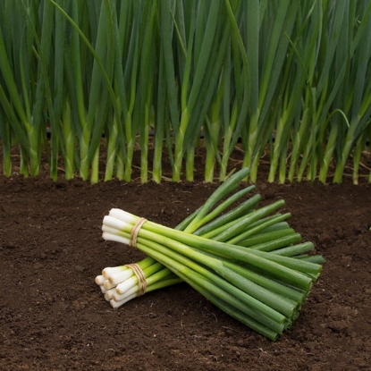 Picture of Organic Spring Onion Parade